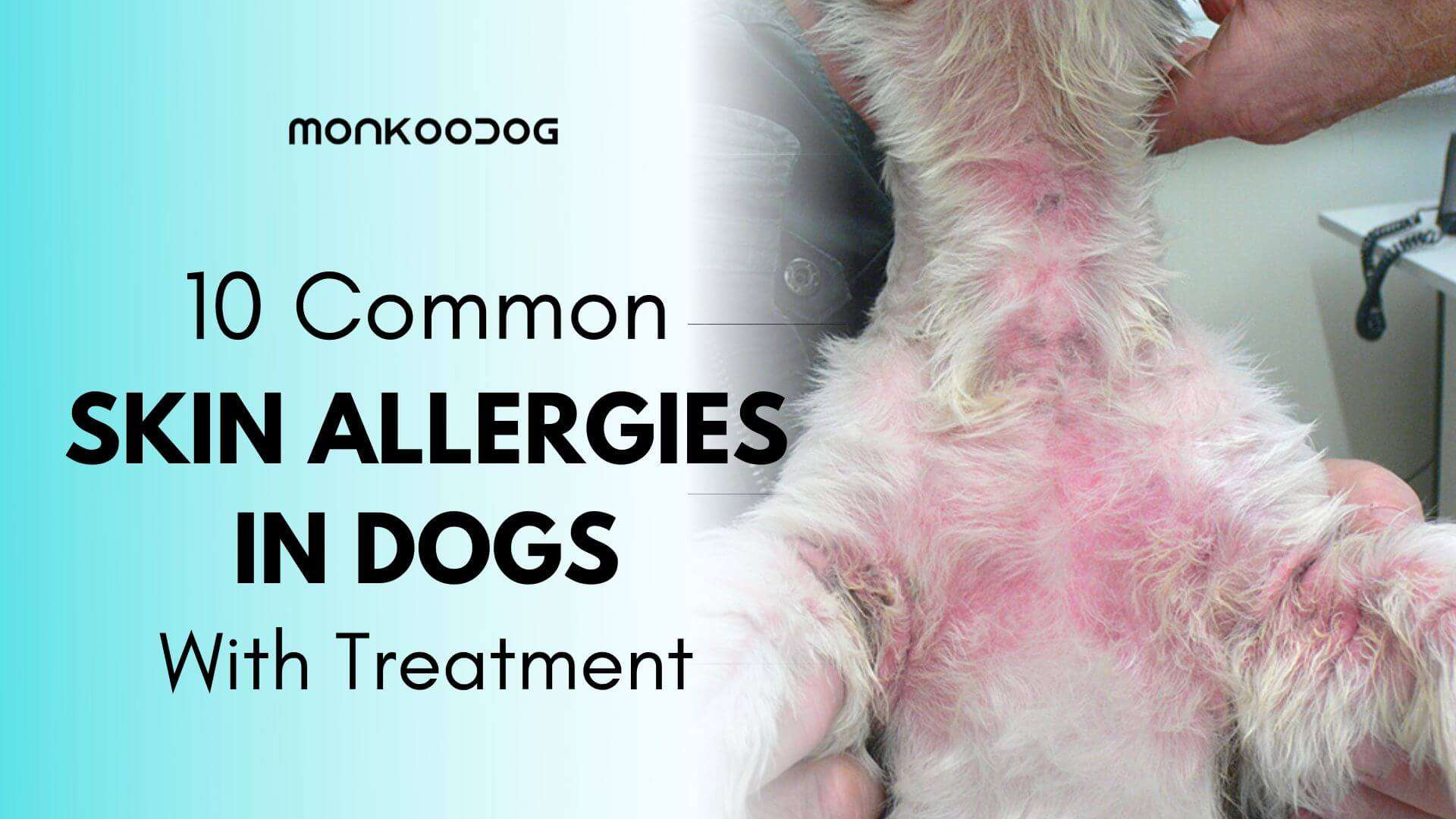 Bacterial Skin Disease In Dogs